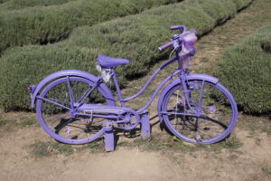 Parco della Lavanda – Virtual Tour